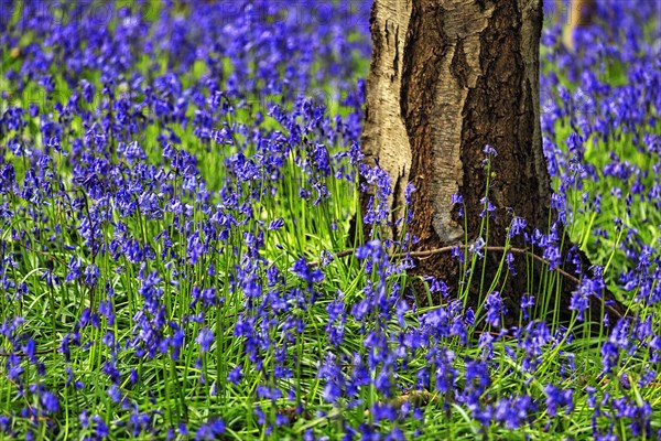 Common bluebell