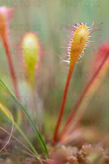 English sundew