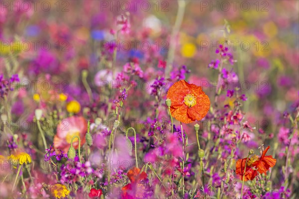 Flowering marginal strips next to agricultural monocultures