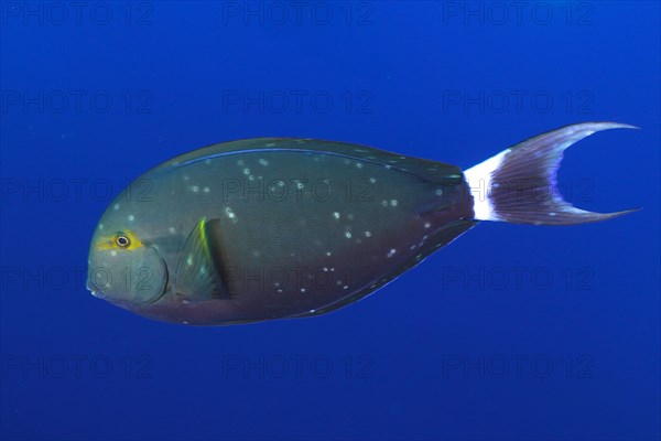 Black surgeonfish