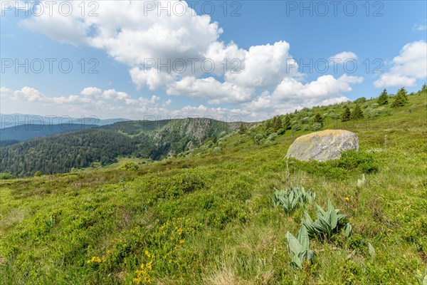 Landscape of the High Vosges near the riverbank road in spring. Collectivite europeenne d'Alsace