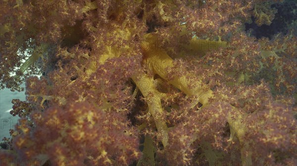 Bright multi-colored Soft Coral Dendronephthya hang in clusters from support of pier on brightly sunny day insunrays