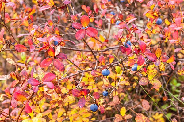 Blueberries