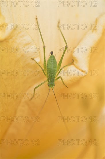 Speckled bush-cricket