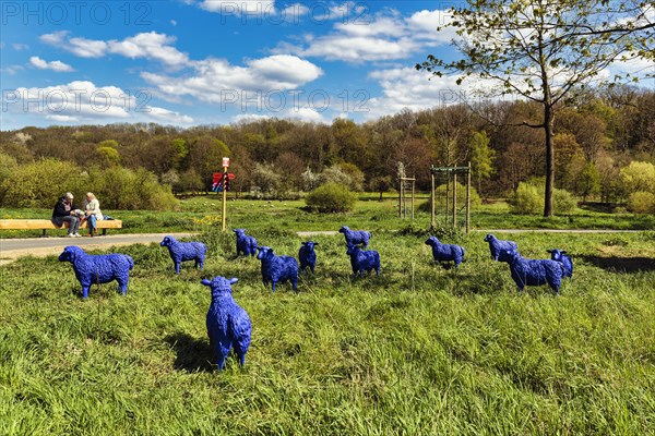 Blue sheep in a meadow