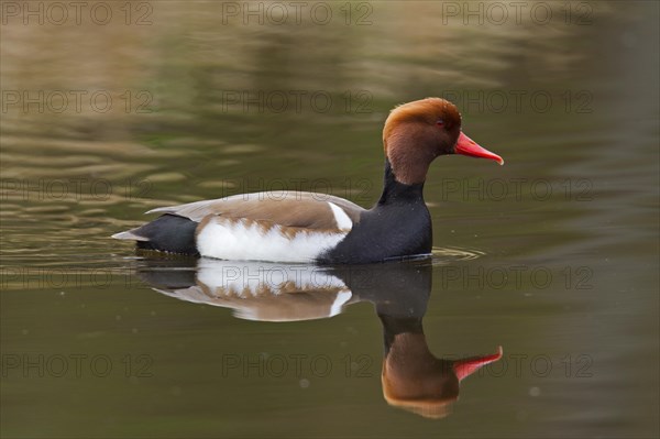 Red-crested pochard