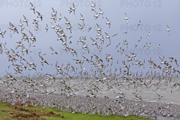 Red knots