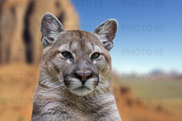 Close up portrait of cougar