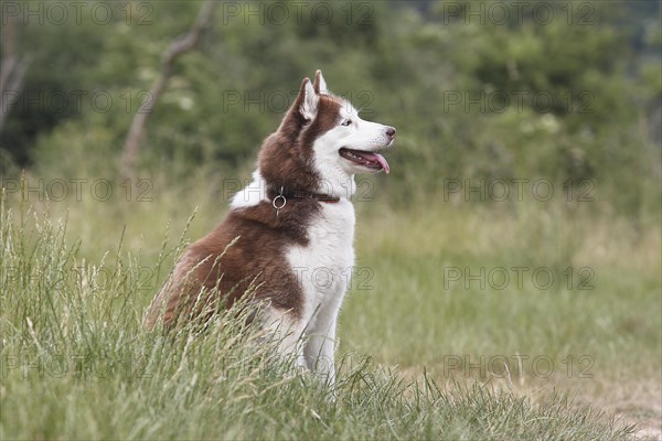 Siberian Husky