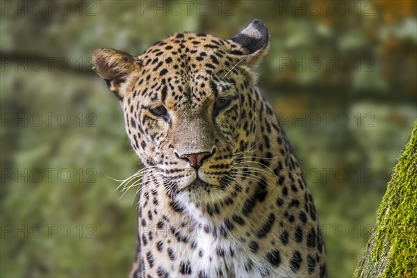 Close up portrait of Persian leopard