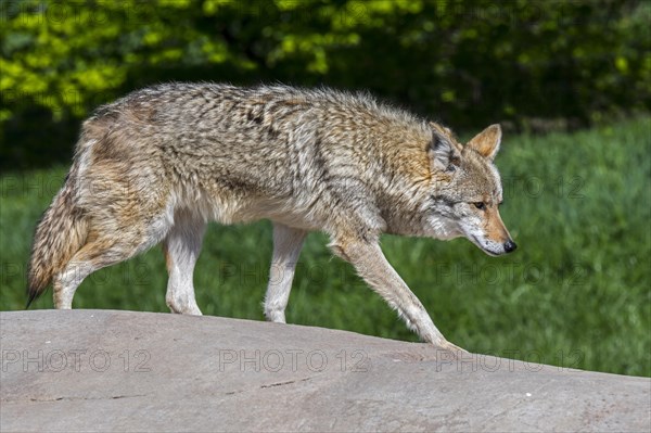 Coyote