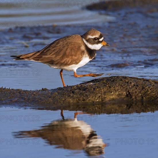 Common ringed plover