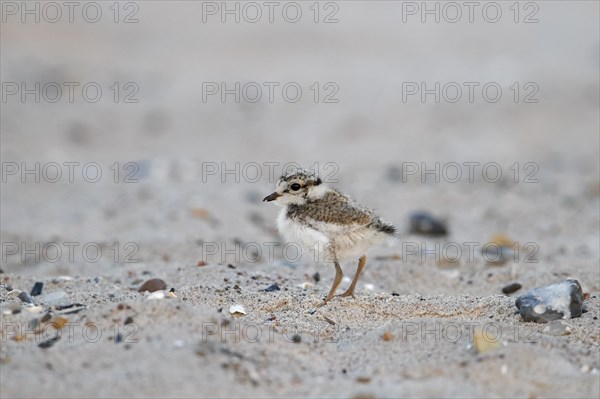 Cute common ringed plover