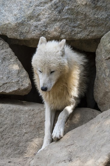 Arctic wolf