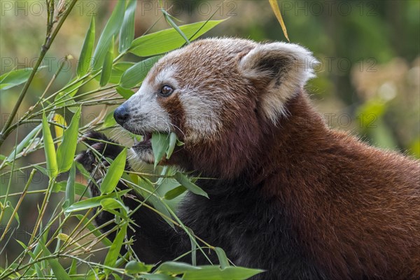 Red panda