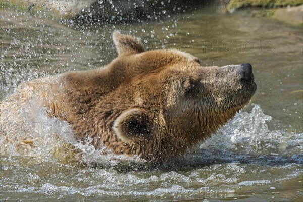 Close-up of bathing European brown bear