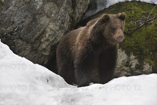 Eurasian brown bear