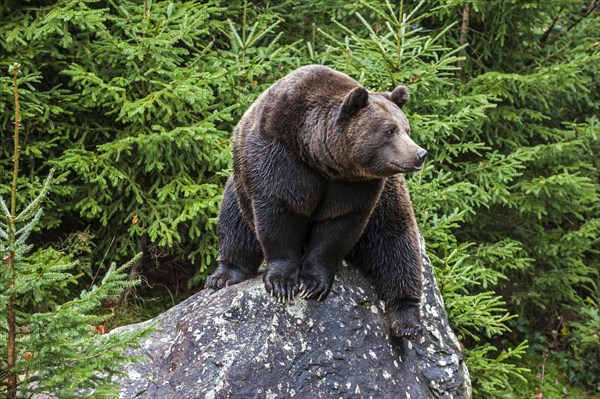 Eurasian brown bear