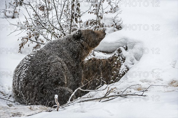 Brown bear