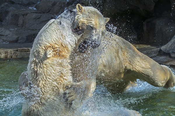 Two polar bears