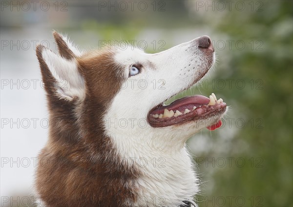 Siberian Husky