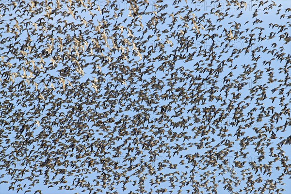 Red knot large flock of red knots