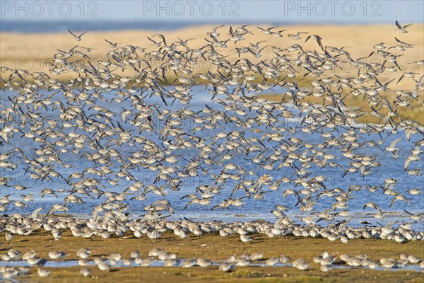 Red knot