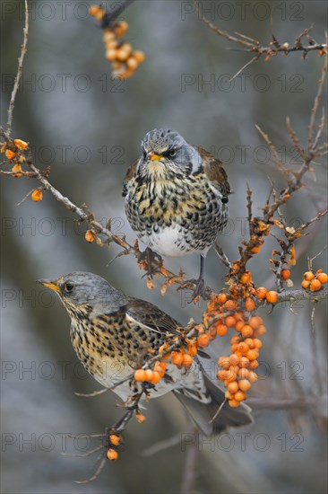 Fieldfares