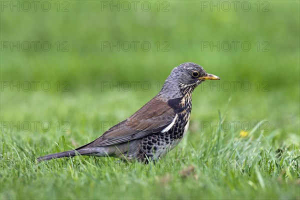 Fieldfare