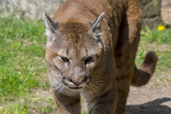 Close up portrait of cougar