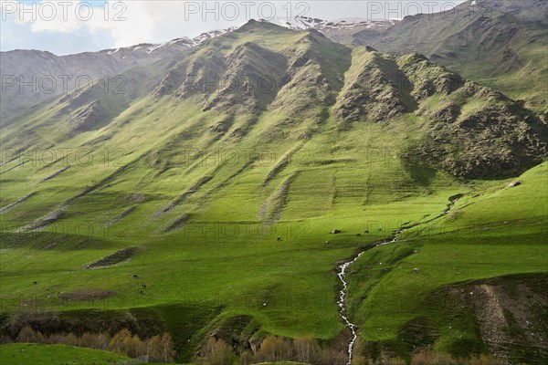 Pasture with horses and mountain stream