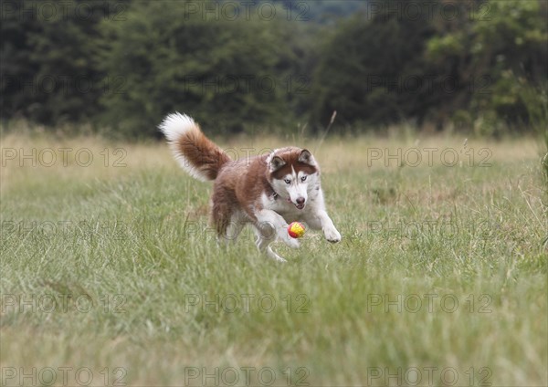 Siberian Husky