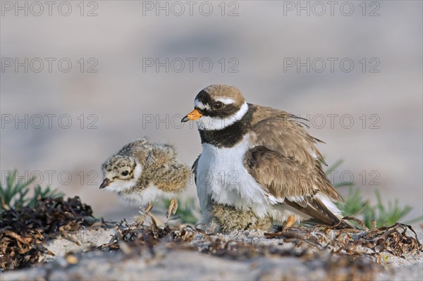 Common ringed plover