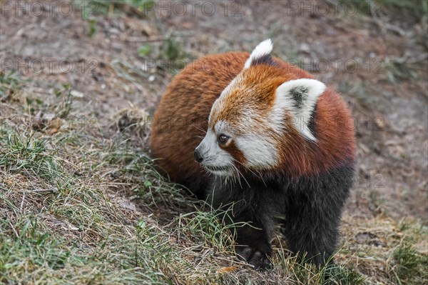 Red panda