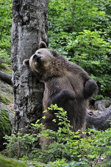 European Brown bear