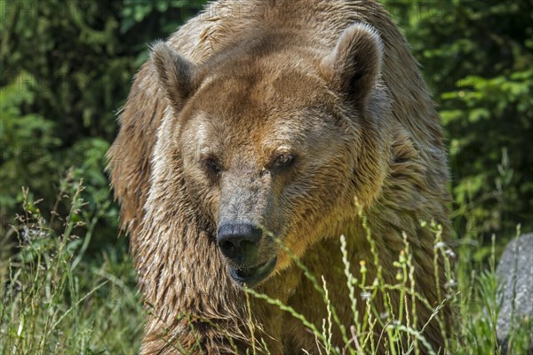 European brown bear