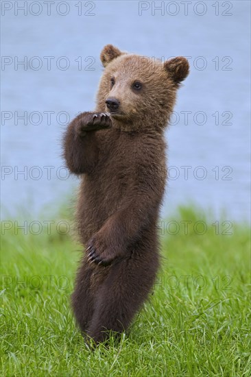 Eurasian brown bear