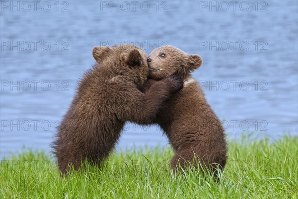 Two Eurasian brown bear