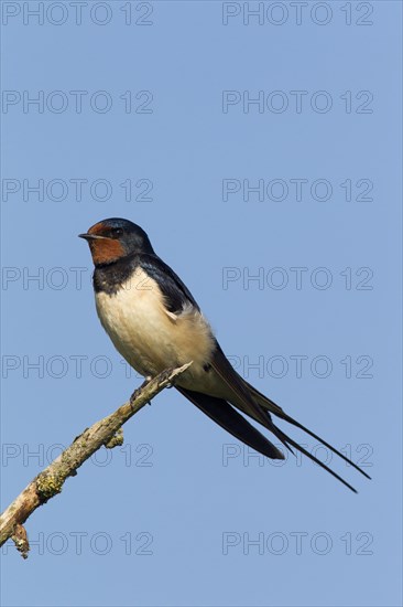 Barn swallow