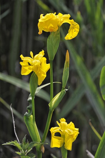 Yellow iris