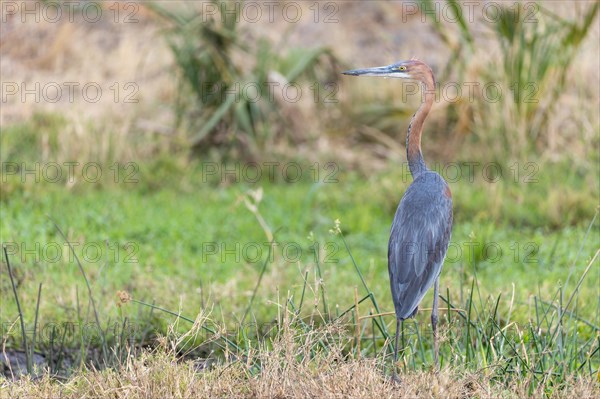 Goliath heron