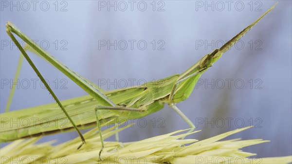 Giant green slant-face grasshopper Acrida washes cleaning its antennae while sitting on spikelet on grass and blue sky background