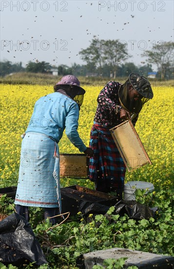 Bee keepers working in a bee farm near a mustards field in a village in Barpeta district of Assam in India on Wednesday 22 December 2021. The bee keeping business is one of the most profitable businesses in India. India has more than 3.5 million bee colonies. Indian apiculture market size is expected to reach a value of more than Rs. 30000 million by 2024