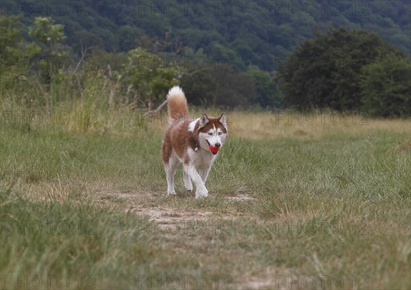 Siberian Husky