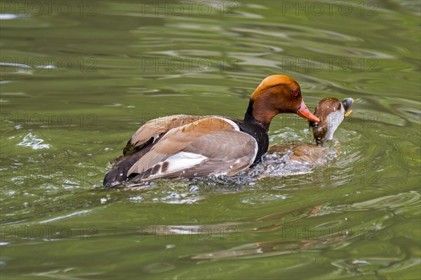 Red-crested pochard