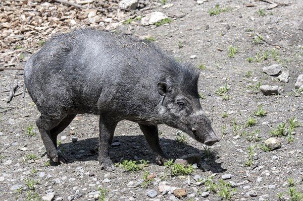 Visayan warty pig