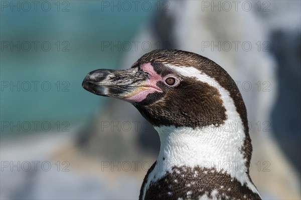 Humboldt penguin