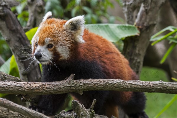 Red panda