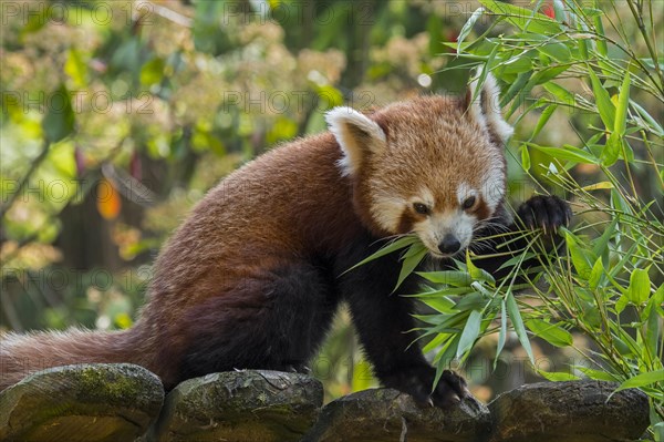 Red panda