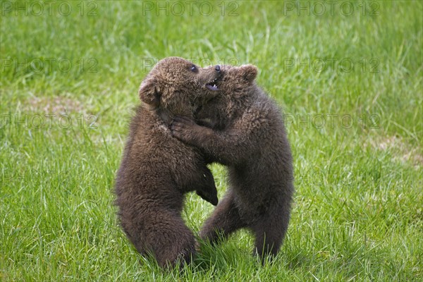 Two Eurasian brown bear